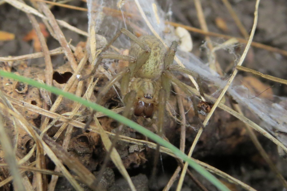 Eratigena agrestis - réti zugpók