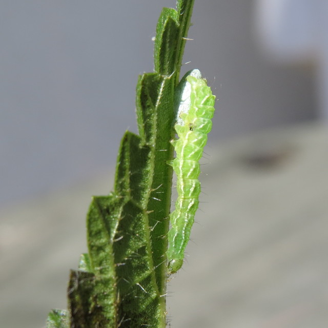 Microplitis