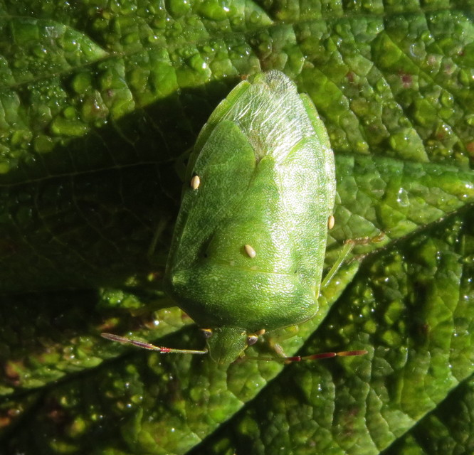 Nezara viridula - zöld vándorpoloska