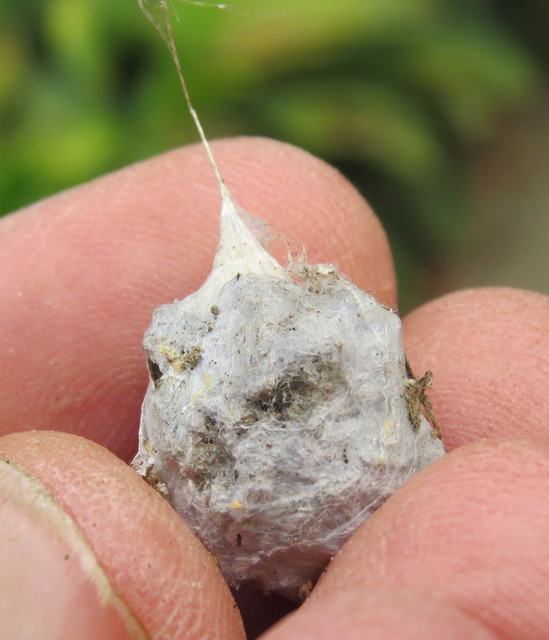 Eratigena agrestis - réti zugpók