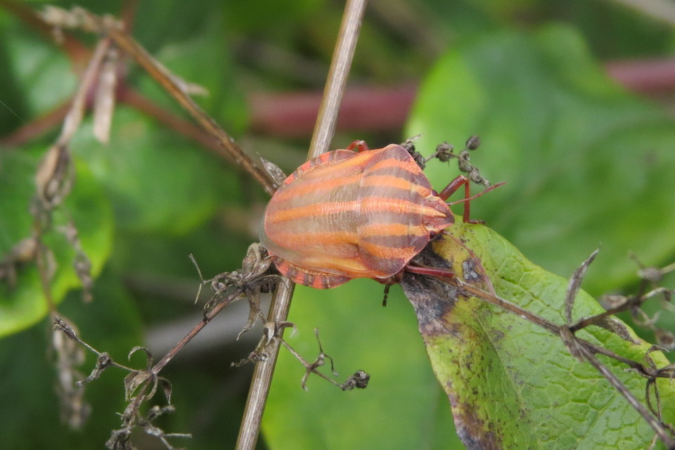 Graphosoma italicum - csíkos pajzsospoloska