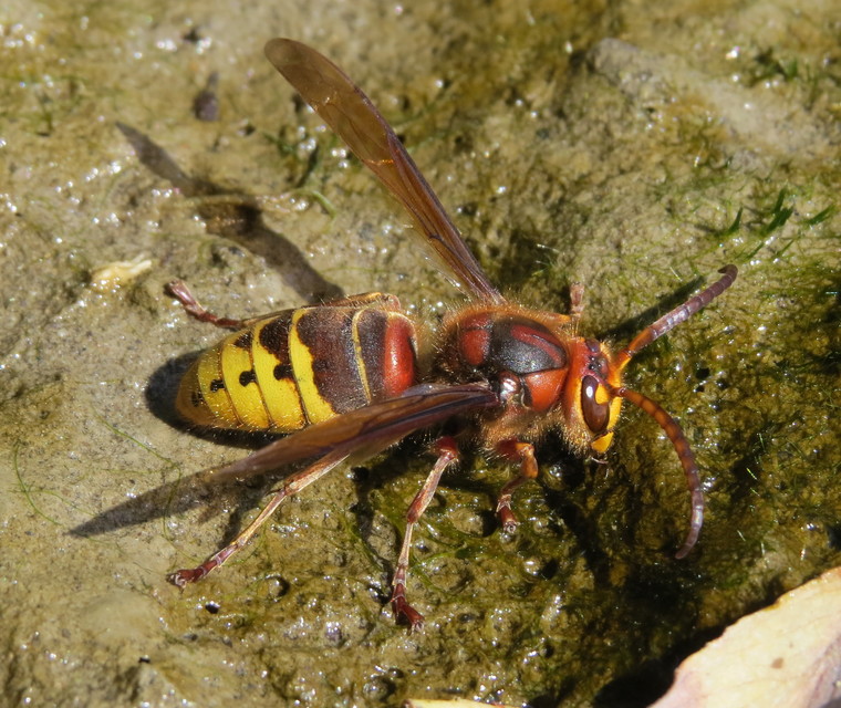 Vespa crabro - lódarázs