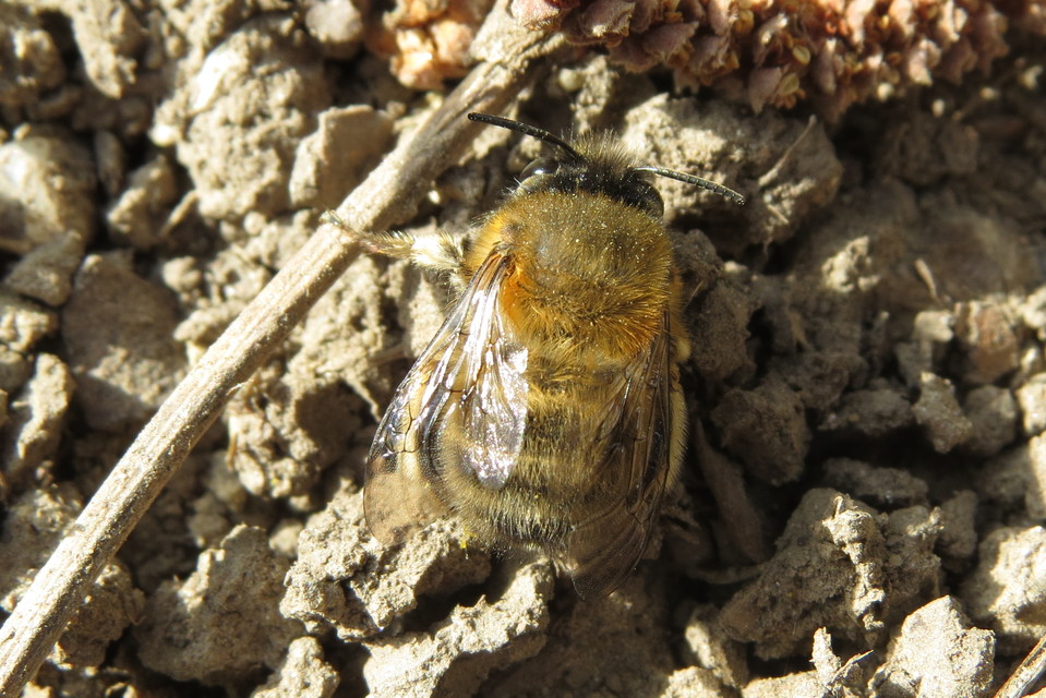 Anthophora plumipes - gyakori bundásméh