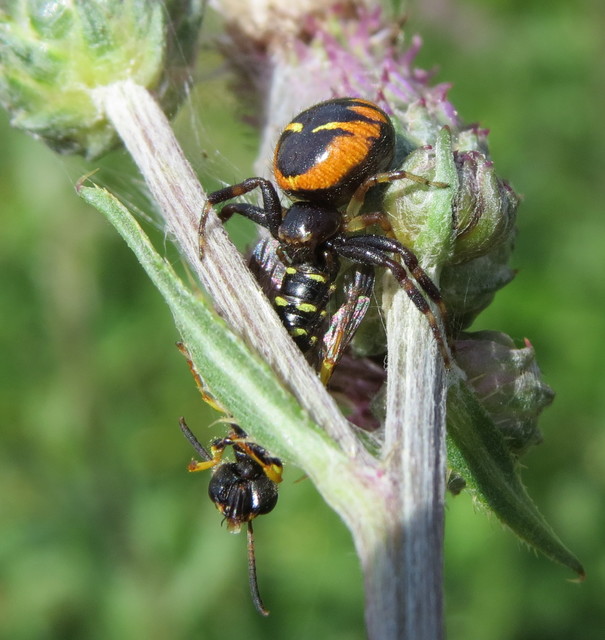 Synema globosum - fekete-sárga karolópók