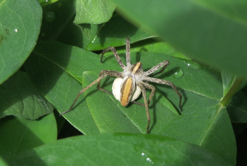 Pisaura mirabilis - csodáspók