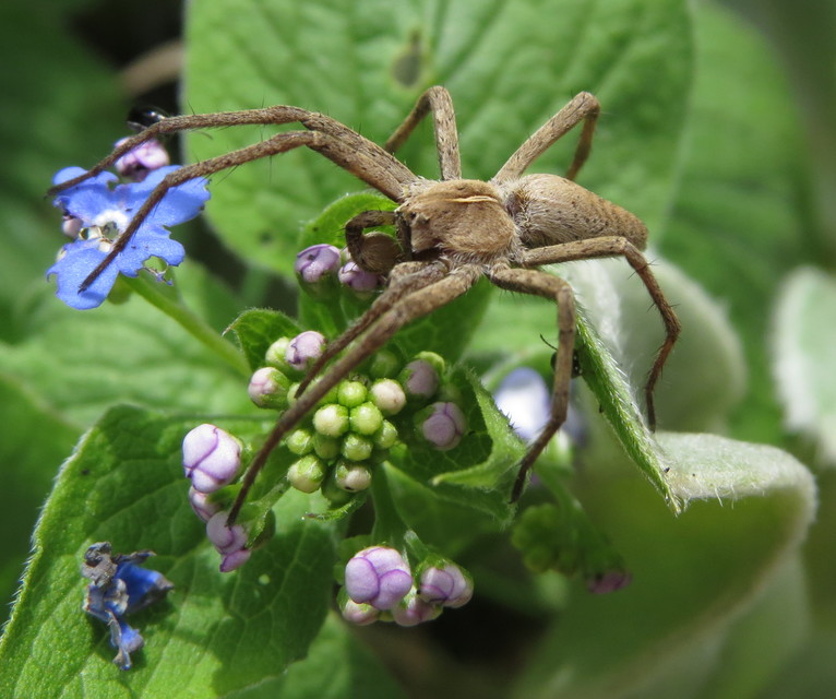 Pisaura mirabilis - csodáspók