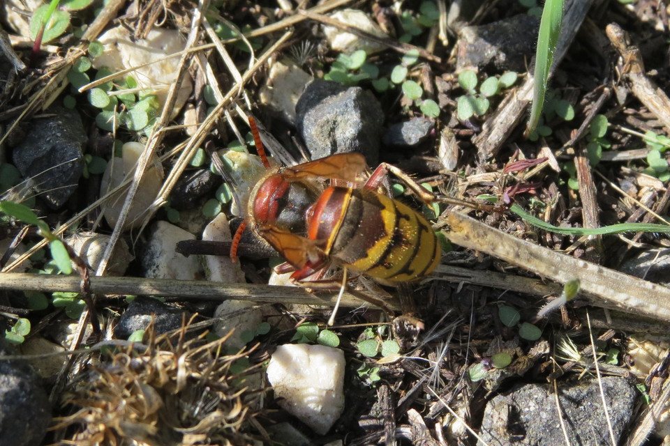 Vespa crabro - lódarázs