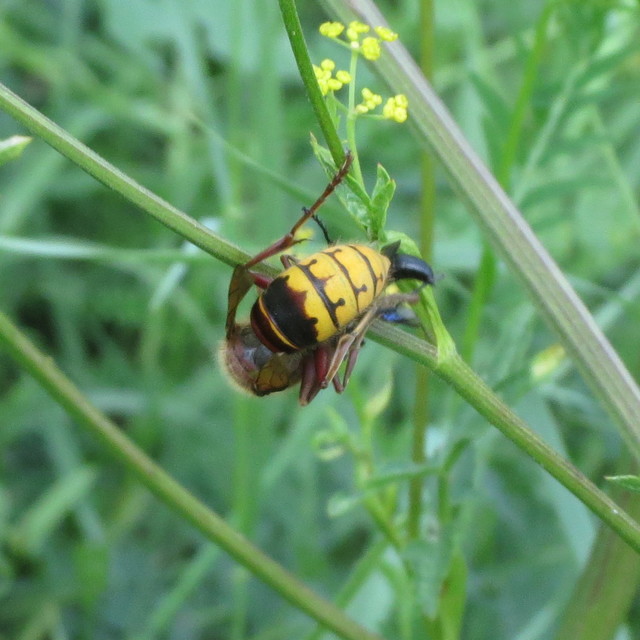 Vespa crabro - lódarázs