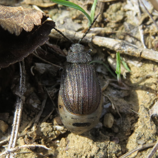 Galeruca pomonae - barna olajosbogár