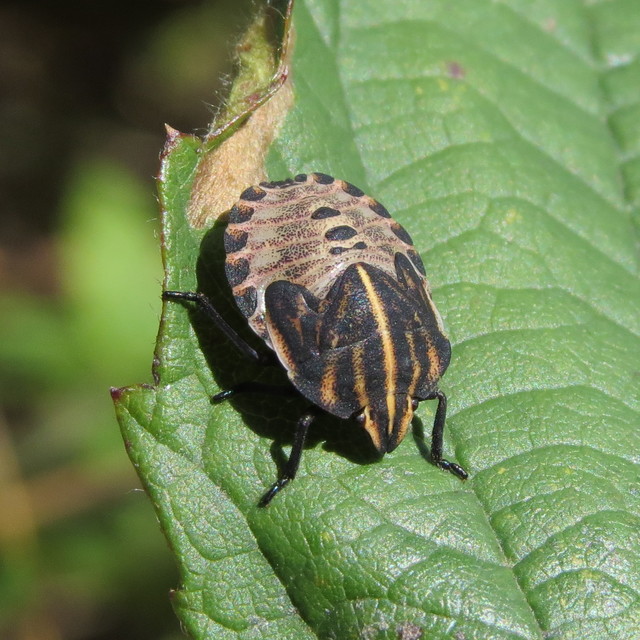 Graphosoma italicum - csíkos pajzsospoloska
