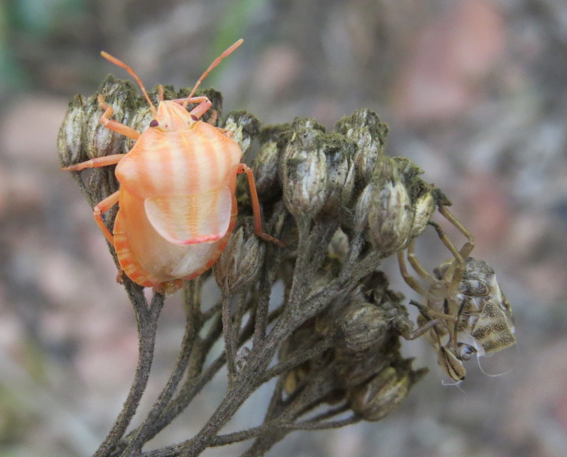 Graphosoma italicum - csíkos pajzsospoloska