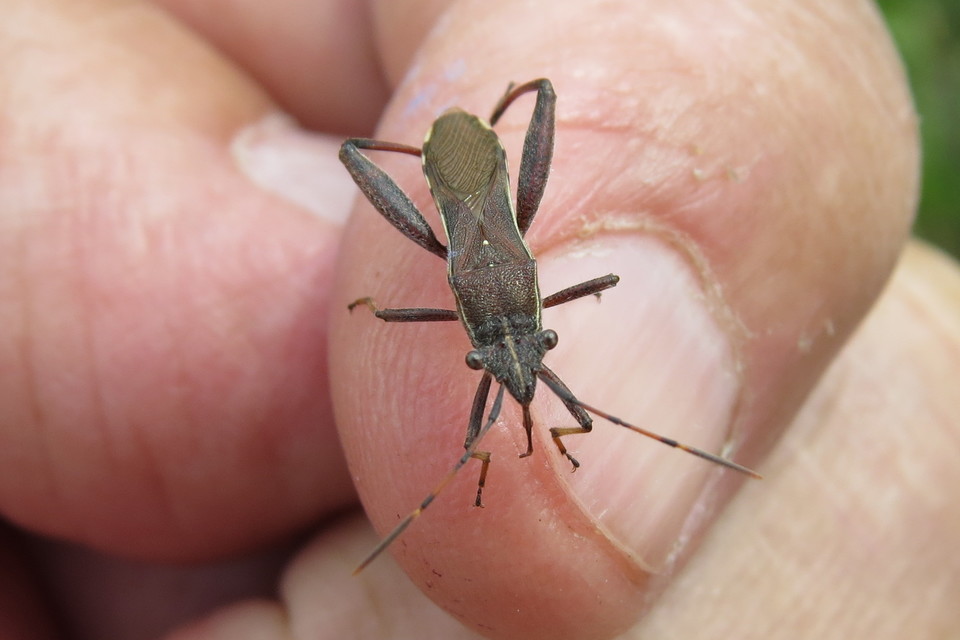 Camptopus lateralis - görbelábú karimáspoloska