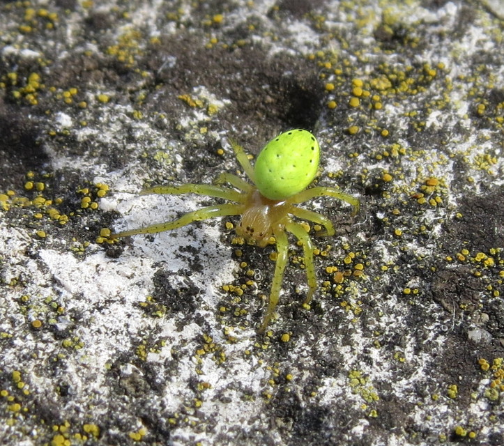 Araniella