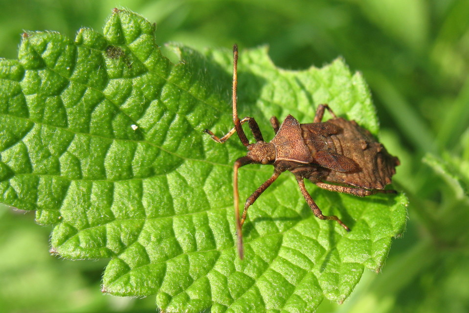 Coreus marginatus - közönséges karimáspoloska