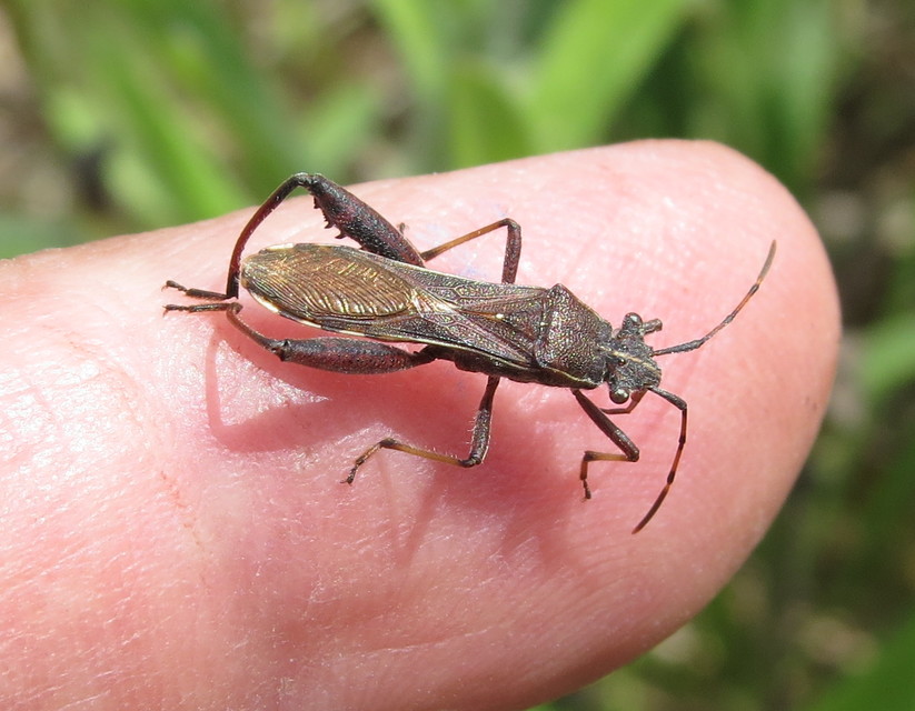 Camptopus lateralis - görbelábú karimáspoloska