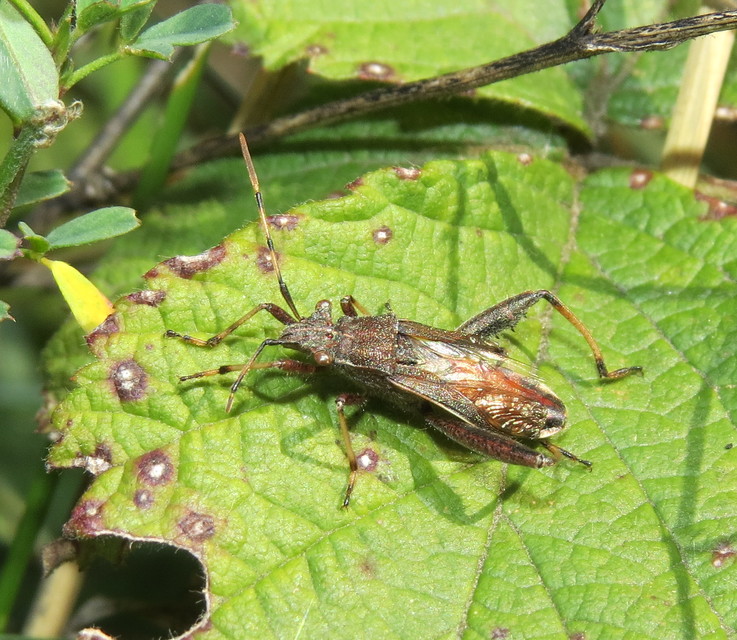 Camptopus lateralis - görbelábú karimáspoloska