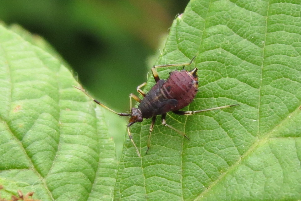 Deraeocoris ruber - vöröses mezeipoloska