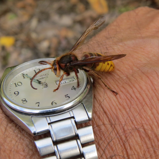Vespa crabro - lódarázs
