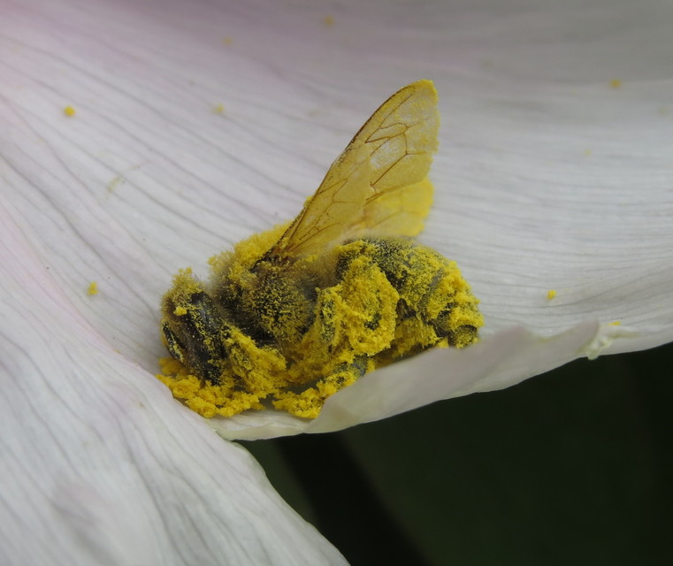 Apis mellifera - háziméh
