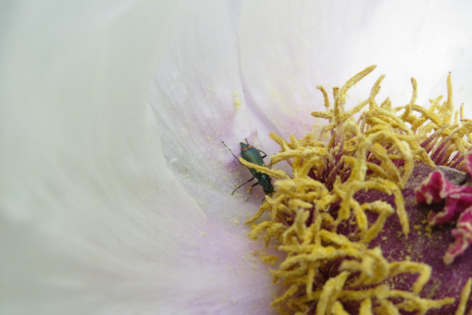 Malachius bipustulatus - kétfoltos bibircsesbogár