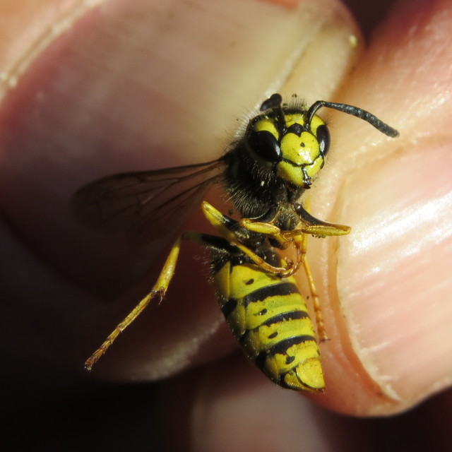 Vespula germanica - német darázs