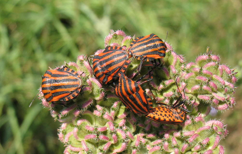 Graphosoma italicum - csíkos pajzsospoloska