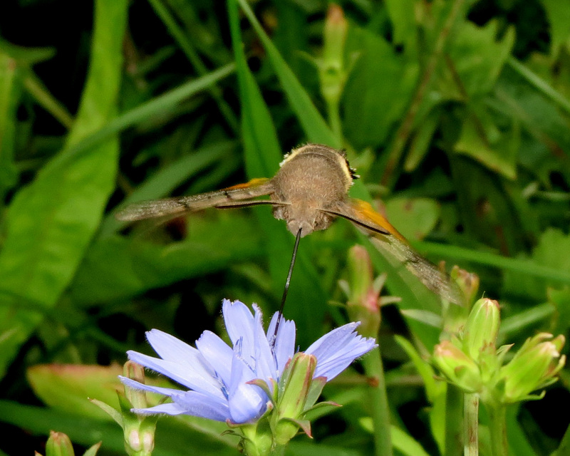 Macroglossum stellatarum - kacsafarkú szender