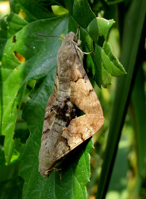 Macroglossum stellatarum - kacsafarkú szender