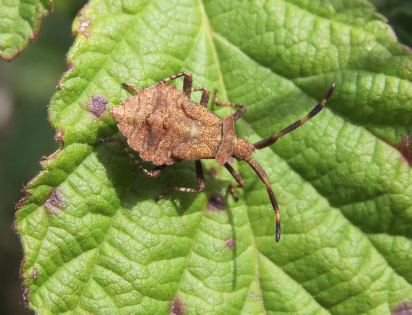 Coreus marginatus - közönséges karimáspoloska