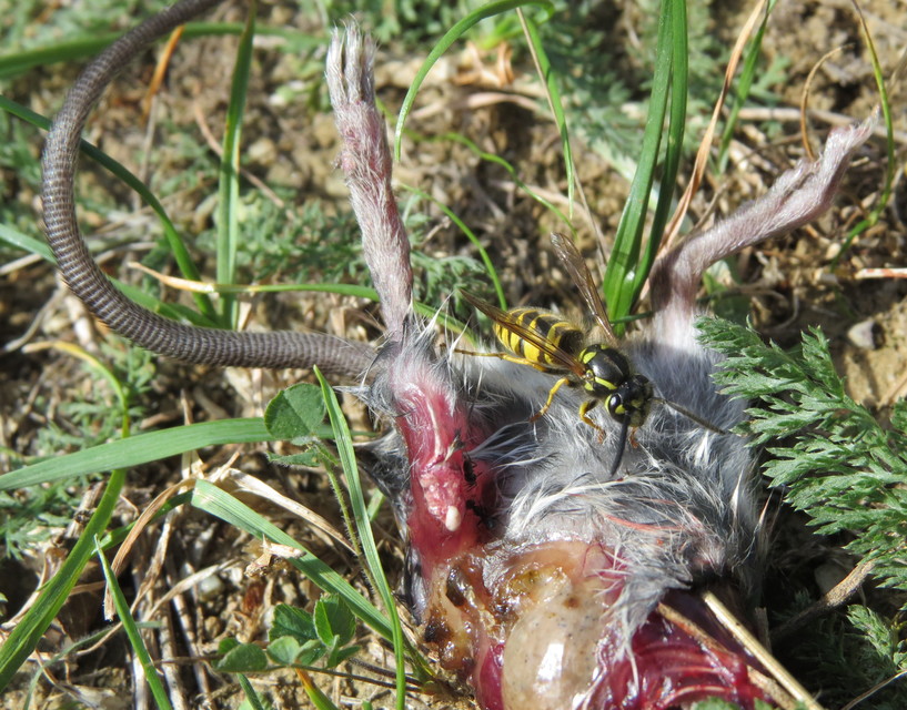 Vespula vulgaris - kecskedarázs