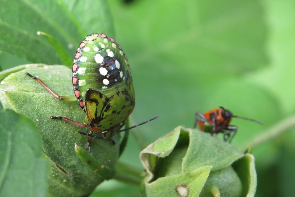 Pyrrhocoris apterus - verőköltő poloska