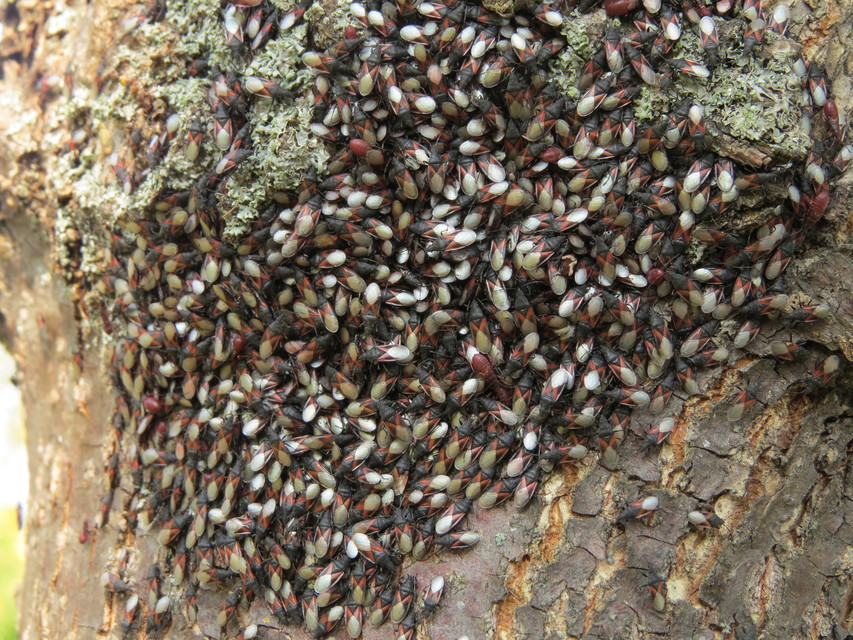 Oxycarenus lavaterae - hársbodobács