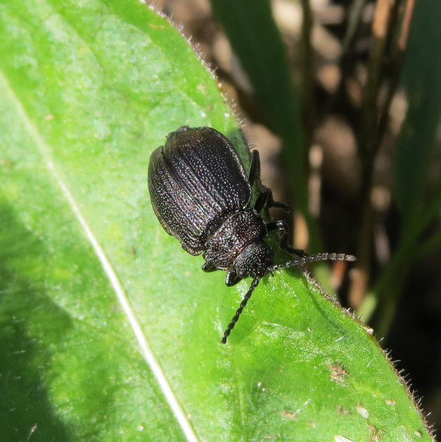 Galeruca pomonae - barna olajosbogár