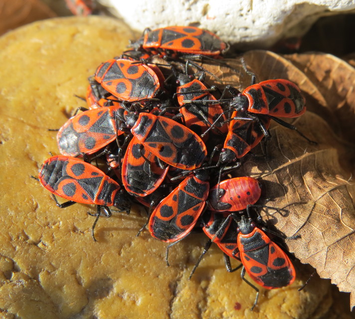 Pyrrhocoris apterus - verőköltő poloska