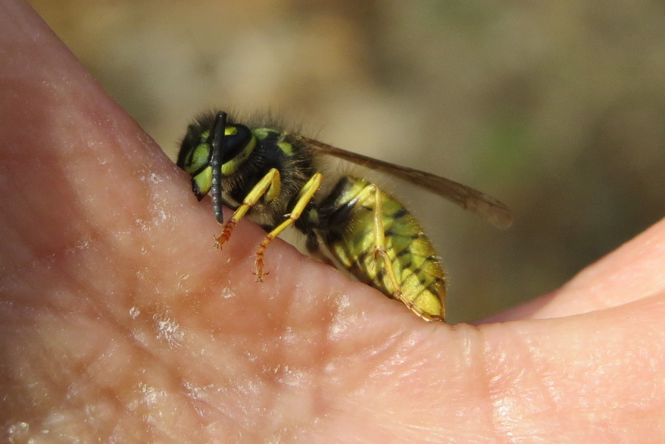 Vespula germanica - német darázs