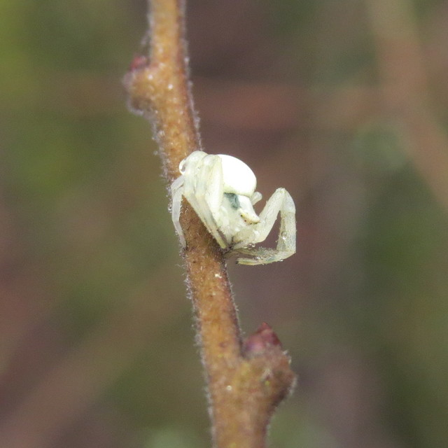 Misumena vatia - viráglakó karolópók