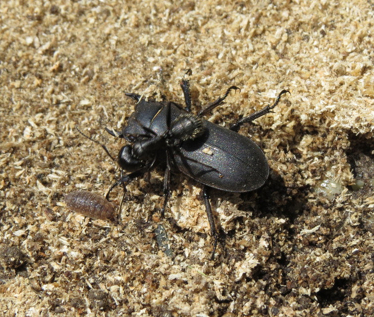 Dorcus parallelipipedus - kis szarvasbogár