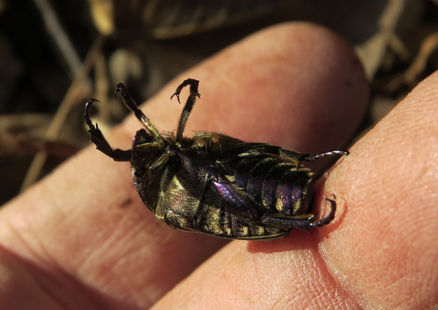 Parasitidae