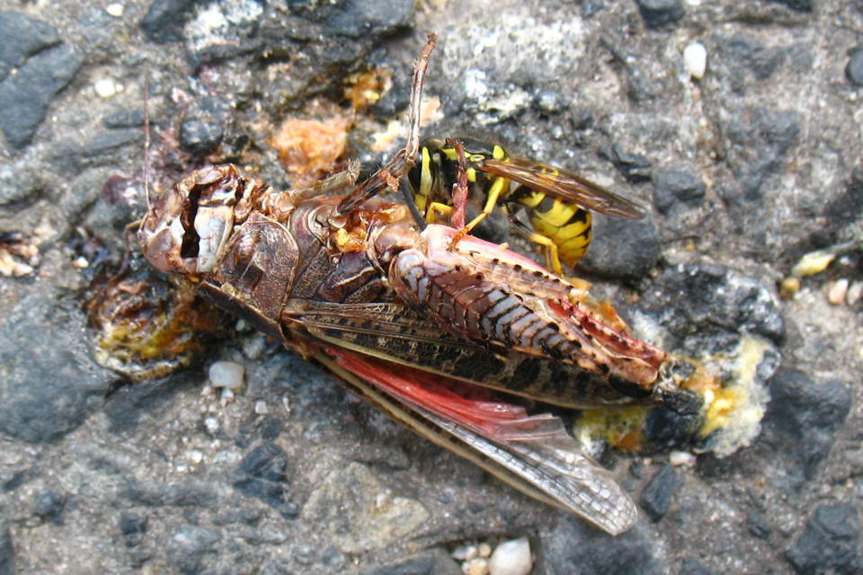 Vespula germanica - német darázs
