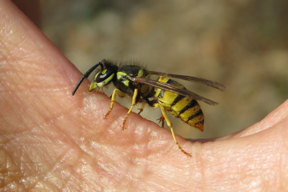Vespula germanica - német darázs