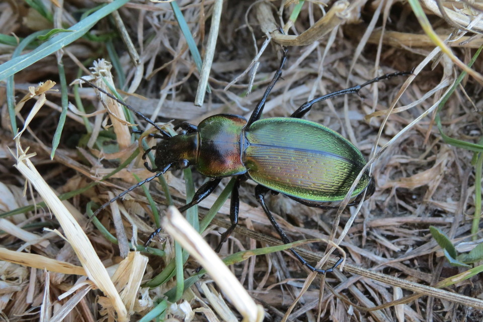 Carabus scheidleri - változó futrinka Carabus scheidleri - változó futrinka