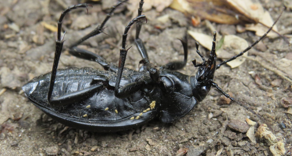 Carabus coriaceus - bőrfutrinka