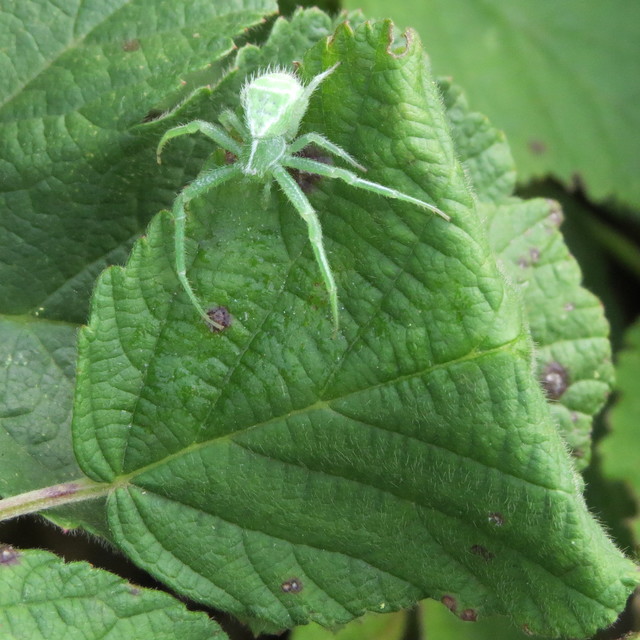 Heriaeus