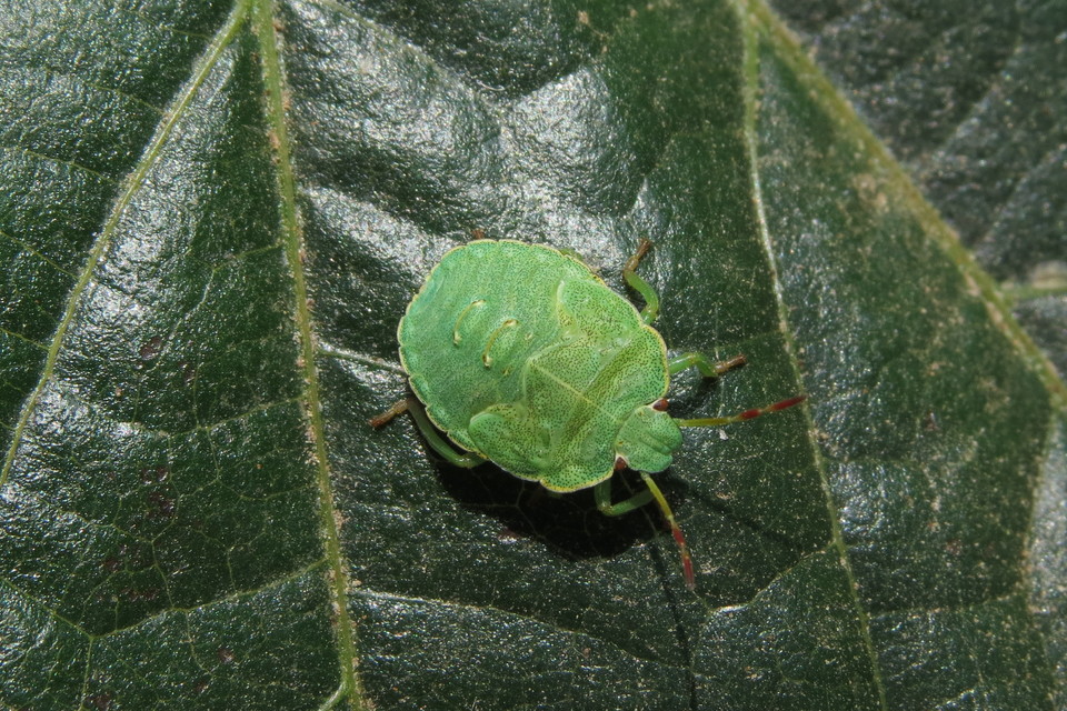 Palomena prasina - zöld bogyómászó-poloska Palomena prasina - zöld bogyómászó-poloska