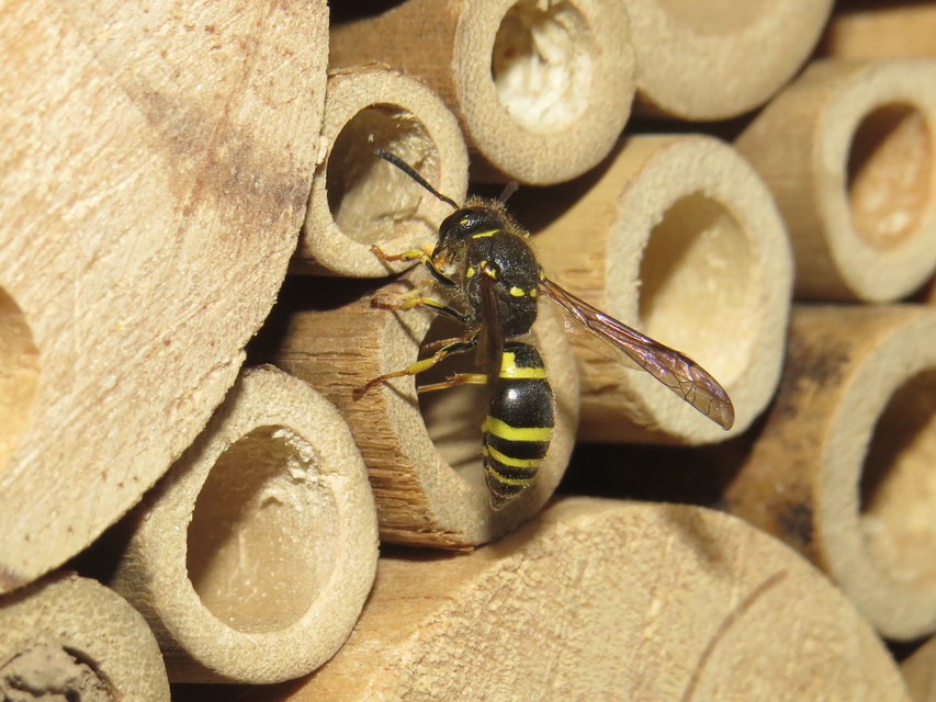 Ancistrocerus