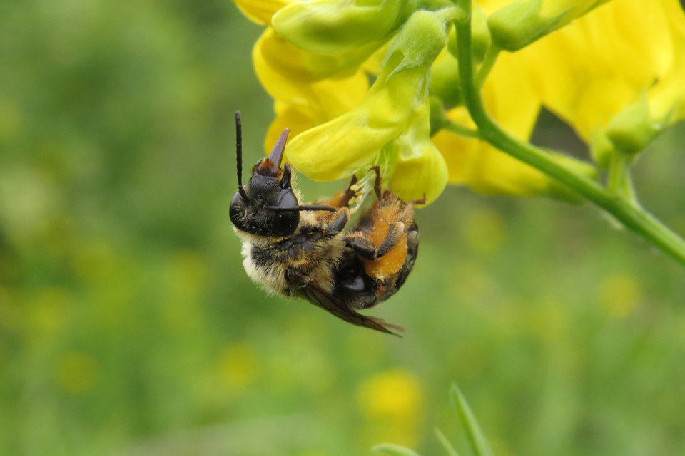 Eucera