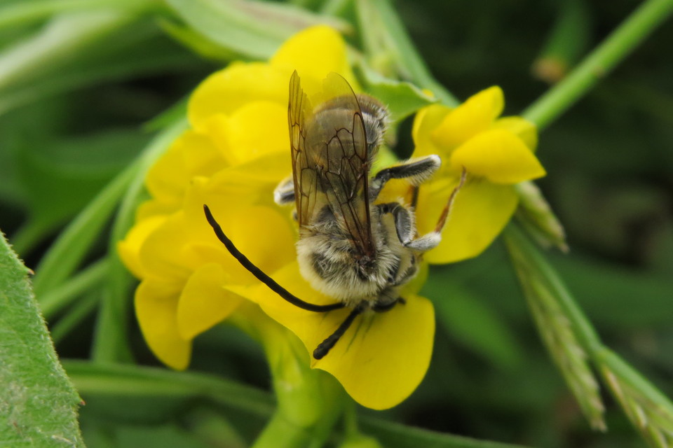 Eucera