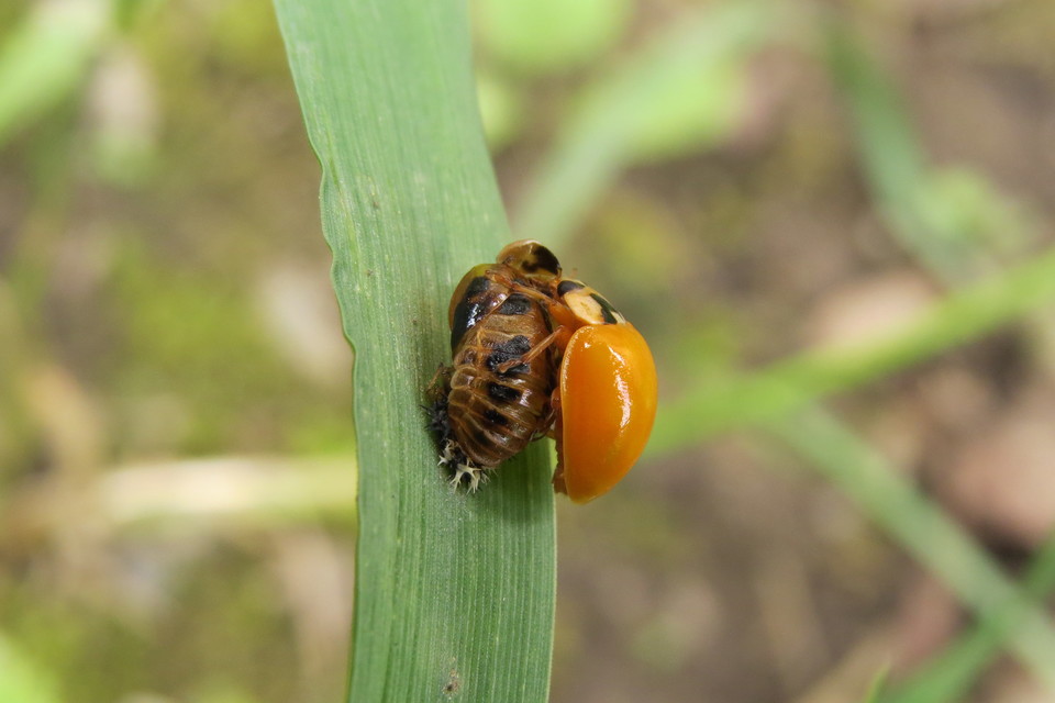 Harmonia axyridis - harlekinkatica