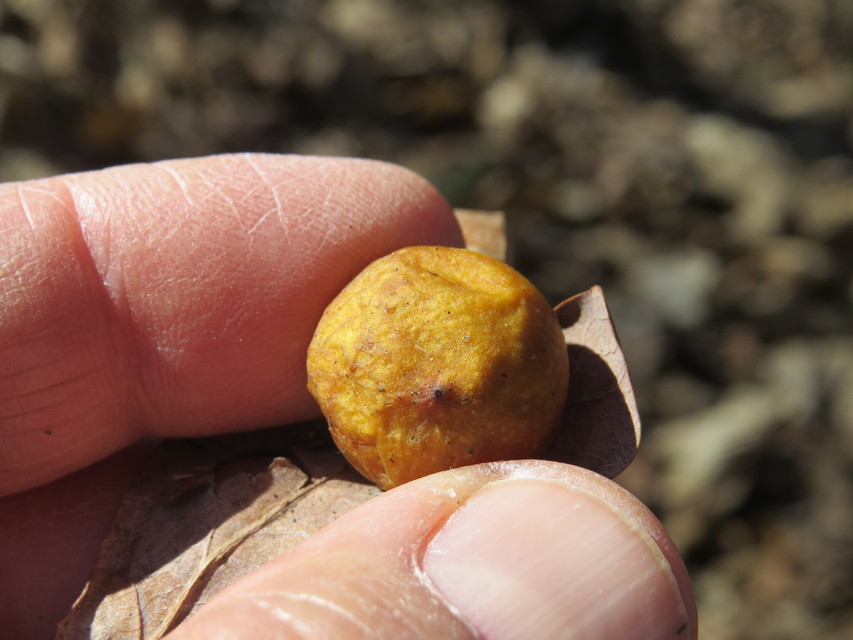 Cynips quercusfolii - golyógubacsdarázs