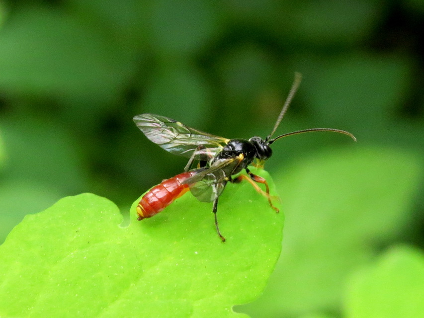 Tryphoninae